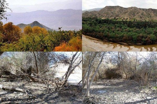 نابودی بزرگ ترین جنگل جنوب استان بوشهر در سایه سکوت مسئولان