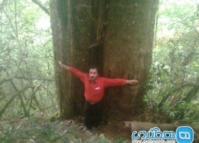 اعلام شناسایی بزرگترین درخت سرخدار هیرکانی در مازندران