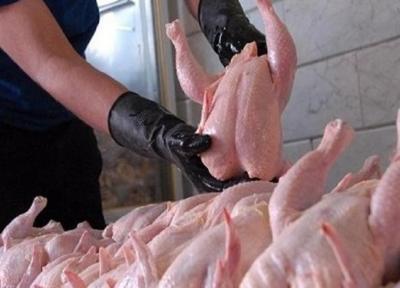 مرغ ارزان نمی شود