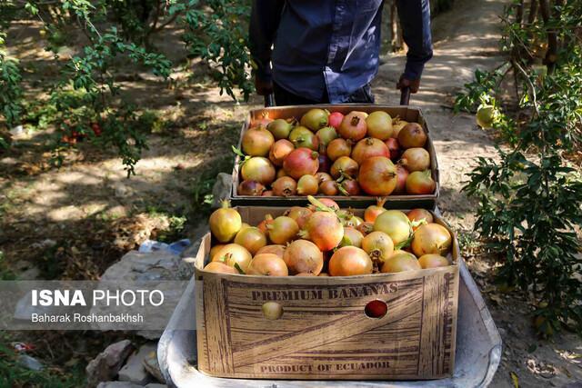 انار سنگان خاش به بازار آمد