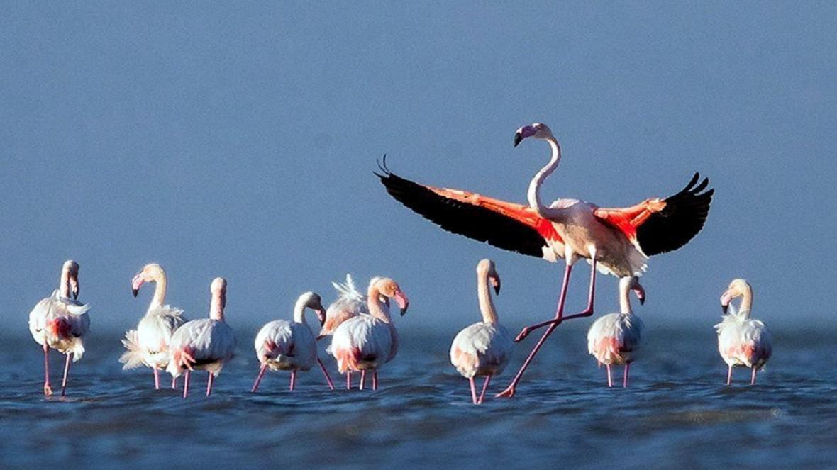 شروع سرشماری پرندگان مهاجر در دی ماه، اردک سرسبز یافت شده در دریاچه چیتگر پرنده مهاجر نیست