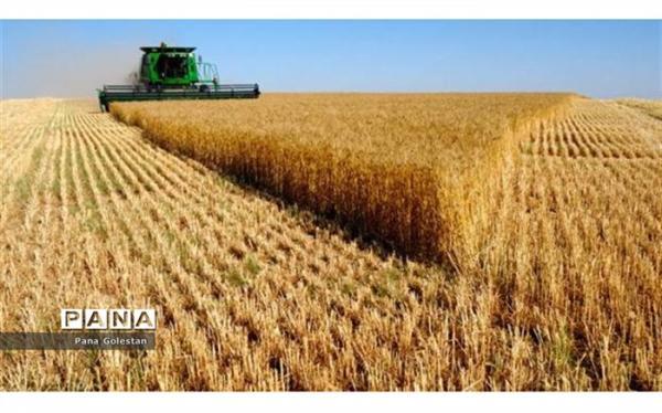1.1 میلیون تن گندم به صورت تضمینی از 22 استان خریداری می گردد