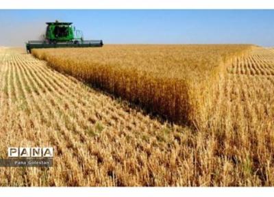 1.1 میلیون تن گندم به صورت تضمینی از 22 استان خریداری می گردد